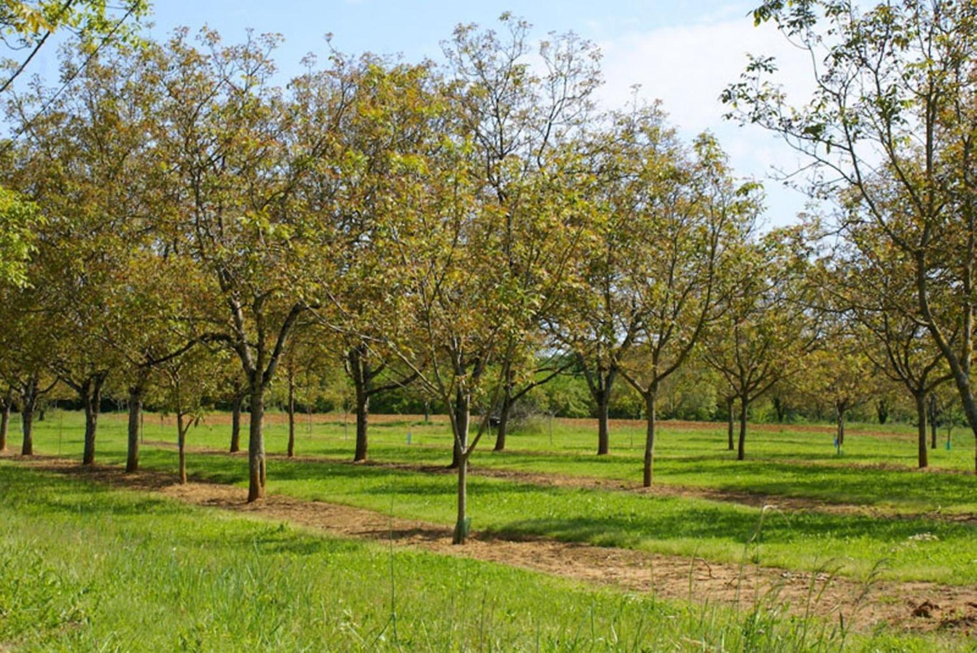 לינה וארוחת בוקר Saint-Genies La Ferme Du Pech מראה חיצוני תמונה